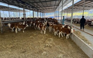 农场天地肉牛品种选什么养殖好？