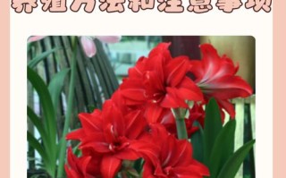 朱顶红怎么养？看图学养殖技巧！