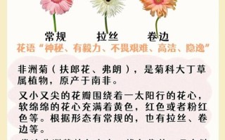 多年生菊花品种有哪些？