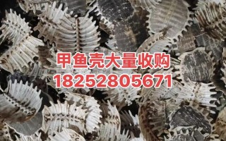 甲鱼壳的价格为多少