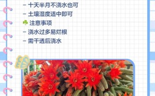 仙人掌白檀怎么养才好？