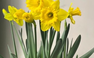 水仙花品种颜值巅峰，究竟谁最美？