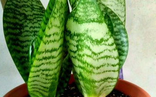 虎尾兰扦插怎么活？要点有哪些？