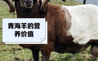 中国羊的品种有哪些？