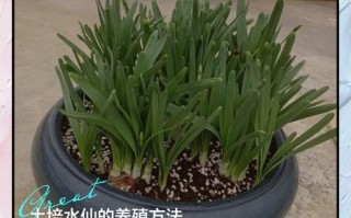 水培水仙花季节方法是什么？