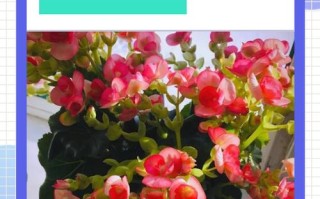 丽格海棠修剪方法有哪些技巧？