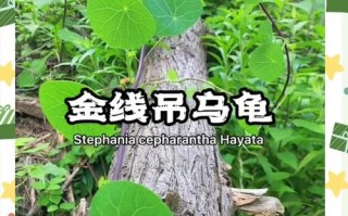 金线吊乌龟怎么养？视频里有哪些关键步骤？