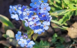 什么品种勿忘我花最好？