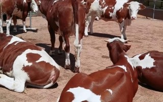 西门塔尔牛的品种有多少