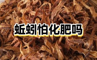 红蚯蚓有机肥怎么制作？