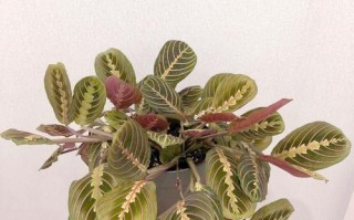 叶蝉竹芋扦插时间方法怎么选？