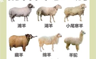 北方养羊适合哪些品种？