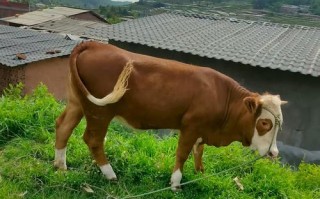 新手养什么品种的牛好