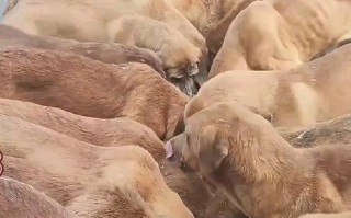 肉狗养殖技术视频有哪些关键方法？