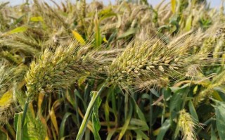 当前小麦主栽品种有哪些？