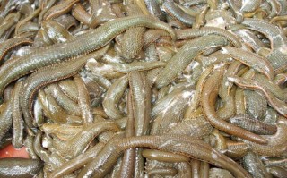 柬埔寨水产养殖有哪些种类？