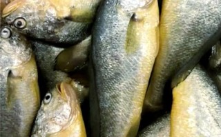 野生黄瓜鱼到底有多少品种？