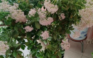 玉树什么品种开花最漂亮？