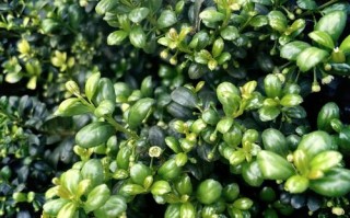 冬青盆景有哪些常见品种？