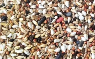 种鸽营养饲料是什么