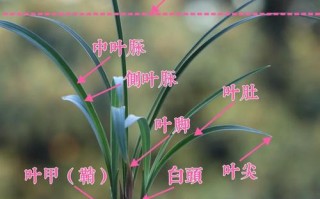 带叶环的兰花是什么品种？