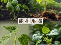 佛手瓜苗怎么种？种植方法有哪些？