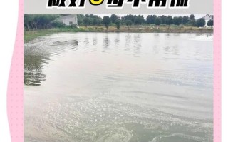 鱼塘水不肥？快速肥水方法有哪些？