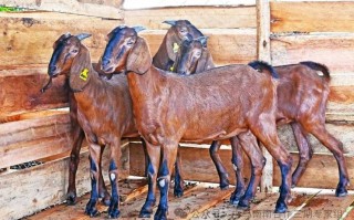 中国最有前景的山羊品种是哪个？