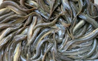 台湾泥鳅到底有多少品种？