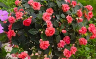 重瓣大花茶花有哪些常见品种？