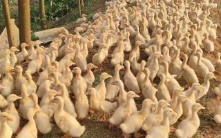 南方多雨喂什么品种鸭苗