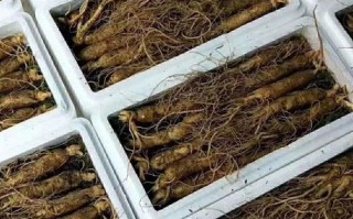 2017园参价格是多少