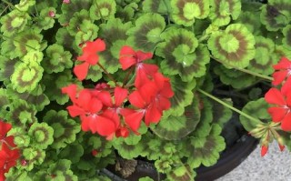 哪些花有毒？附图片大全识别。