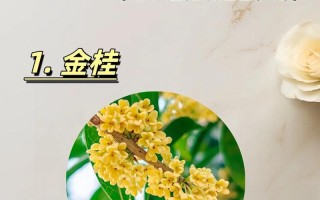 桂花究竟有多少品种？