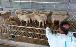 夏洛来羊品种特征与市场价格如何？