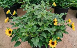 超级向日葵究竟有多少个品种？