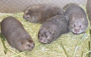 竹鼠养殖品种怎么选？