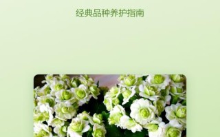 巴黎长寿花有哪些常见品种？