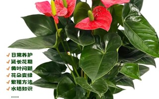 红掌花室内养殖要注意哪些关键点？