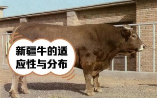 新疆哪种牛品种最好？