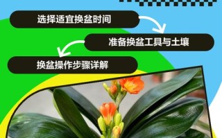 君子兰养护有哪些关键方法？