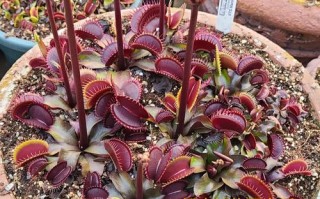 捕蝇草哪个品种夹子最大？