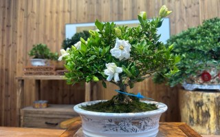 家中盆栽桅子花什么品种好养？