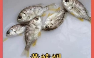 养殖黄鳍鲷喂什么饲料