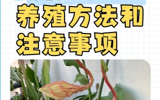 昙花怎么养才能开花？