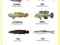 浙江淡水鱼品种有多少种？