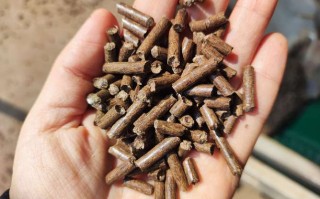 北方养鹅冬天吃什么青饲料