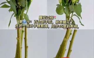 百合花怎么养才好？