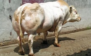 产肉率最高的肉牛品种是哪个？