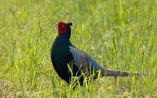 养野鸡用什么饲料